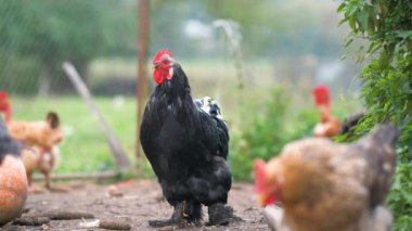 Geleneksel çiftlik çiftliğinde tavuklar besleniyor. Ahırdaki tavuğu yakın çekim. Serbest tarım kümes hayvanları konsepti.