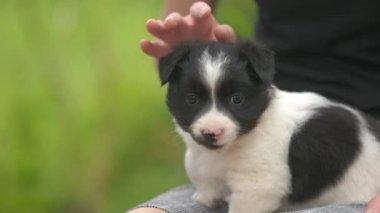 Kucağında küçük bir köpek yavrusu tutan bir kadına yaklaş..