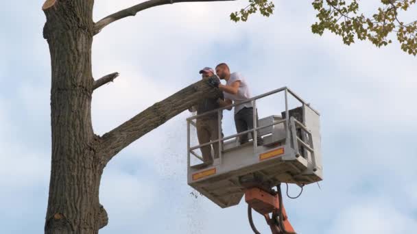 高い椅子リフトクレーンプラットフォームからチェーンソーで大きな木の枝を切断2つのサービス労働者 森林破壊と園芸の概念 — ストック動画