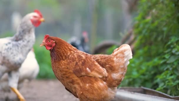 Las Gallinas Alimentan Corrales Rurales Tradicionales Cierre Pollo Corral Concepto — Vídeo de stock