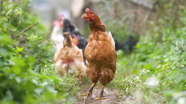 Frango Alimentando Tradicional Celeiro Rural Galinhas Quintal Celeiro Eco Fazenda — Vídeo de Stock