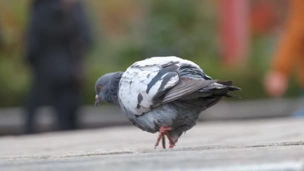 Closeup Gray Pigeons Birds Walking City Street Searching Food — Stock Video