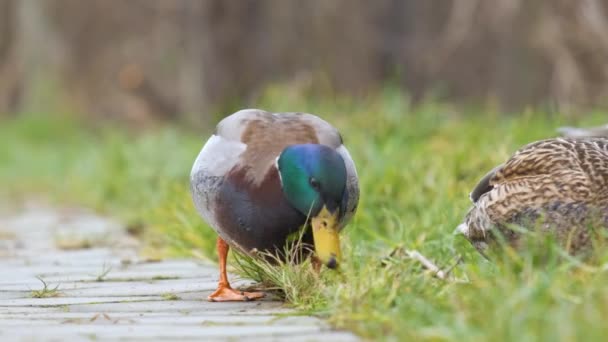 在夏季公园吃绿草的野鸭 — 图库视频影像