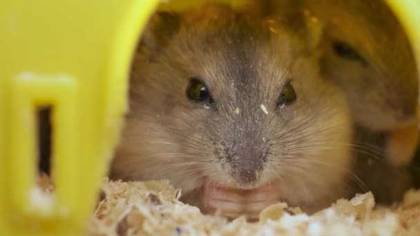 Pequenos Ratos Hamster Jungar Cinza Gaiola Amarela — Vídeo de Stock