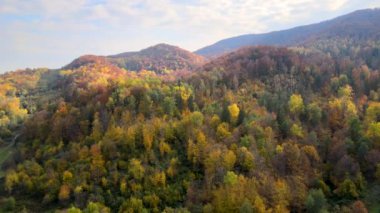 Sonbaharda yoğun sarı orman ve yeşil ladin ağaçlarıyla kaplı yüksek dağ tepelerinin havadan görünüşü.