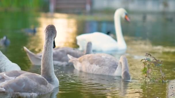 White Gray Swans Swimming Lake Water Summer — Stock Video