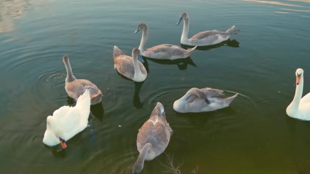 White Gray Swans Feeding Lake Water Summer — Stock Video