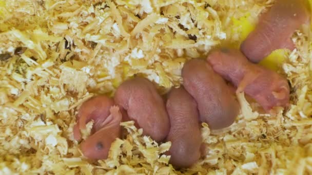Detailní Záběr Malých Slepých Novorozených Potkanů Ležících Dřevěných Pilinách Hnízdě — Stock video