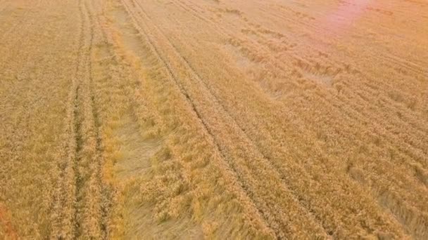 Luchtfoto Van Rijp Landbouwveld Klaar Voor Oogst Met Omgevallen Gebroken — Stockvideo