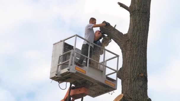 Deux Travailleurs Service Coupant Grandes Branches Arbres Avec Tronçonneuse Plate — Video