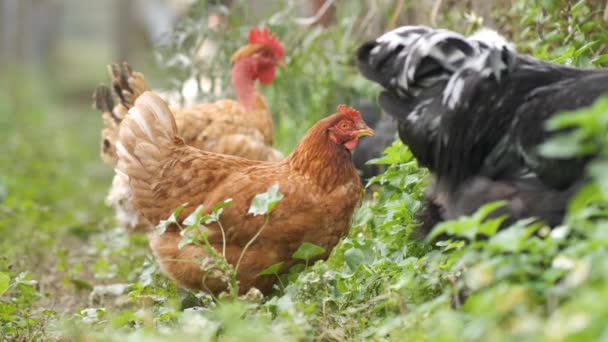 Găini Care Hrănesc Barnyard Tradițional Rural Aproape Pui Curtea Hambarului — Videoclip de stoc