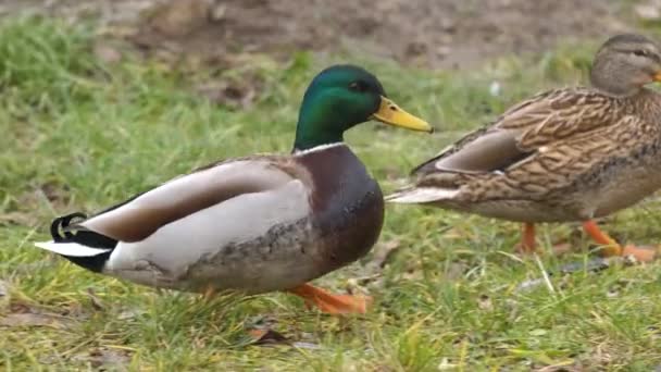 Dois Patos Selvagens Caminhando Parque Verão — Vídeo de Stock