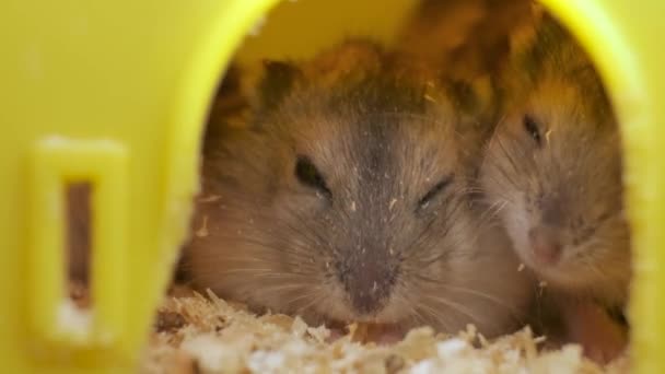 Tikus Kecil Hamster Hutan Abu Abu Kandang Kandang Kuning — Stok Video