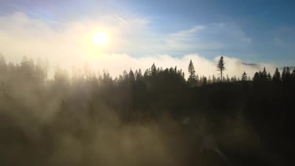 Aerial View Dark Green Pine Trees Spruce Forest Sunrise Rays — Stock Video