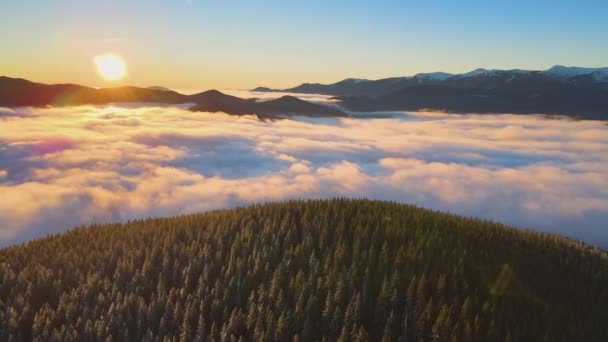 Aerial View Vibrant Sunrise Carpathian Mountain Hills Covered Evergreen Spruce — Stock Video