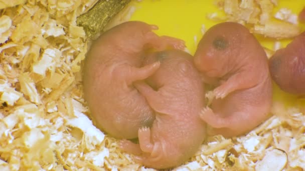 Rats Stokovye Video Futazhi Skachat Video V Hd 4k C Depositphotos