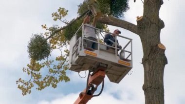 İki servis çalışanı, vinç platformundaki elektrikli testereyle büyük ağaç dallarını kesiyor. Ormanların yok edilmesi ve bahçıvanlık kavramı.