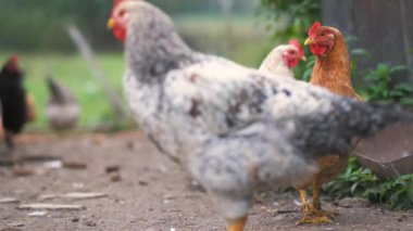 Geleneksel çiftlik evinde tavuk yemi. Eko çiftliğindeki ahır avlusunda tavuklar. Serbest tarım kümes hayvanları konsepti.