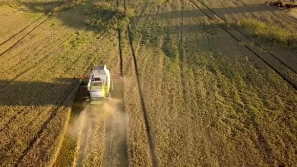 금빛으로 커다란 밀밭을 수확하는 자들의 모습을 공중에서 수있습니다 Agriculture Drone — 비디오
