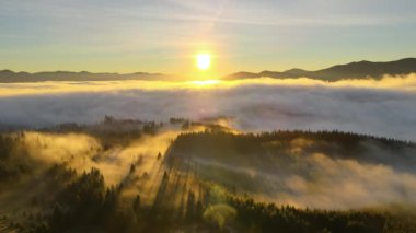 Spruce Ormanı 'ndaki koyu yeşil çam ağaçlarının hava manzarası sisli dağlarda gündoğumu ışınları ile parlıyor..