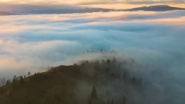 Aerial View Colorful Landscape Foggy Forest Pine Trees Covering Mountain — Stock Video