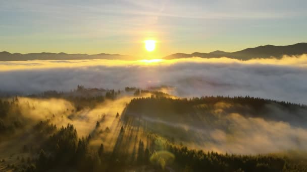 云雾笼罩的秋天 云杉林中的深绿色松树 枝头闪烁着日出的光芒 空中尽收眼底 — 图库视频影像