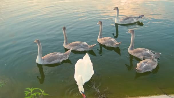 Cisnes Brancos Cinzas Alimentando Água Lago Verão — Vídeo de Stock