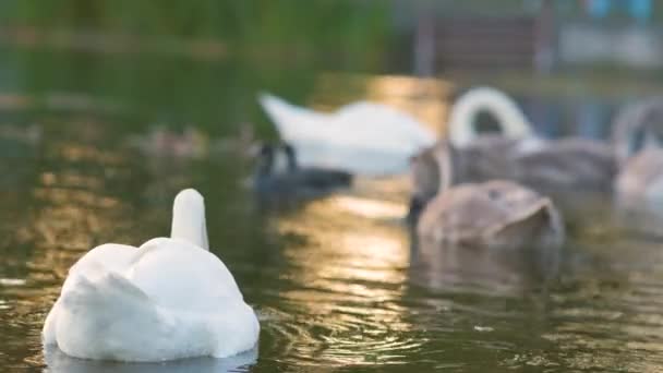 Branco Belo Cisne Nadando Água Lago Verão — Vídeo de Stock