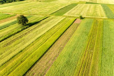 Baharda yeşil tarım arazilerinde yalnız büyüyen tek bir ağacın havadan görünüşü. Tohum ekme mevsiminden sonra sıcak ve güneşli bir günde taze bitki örtüsüyle birlikte..