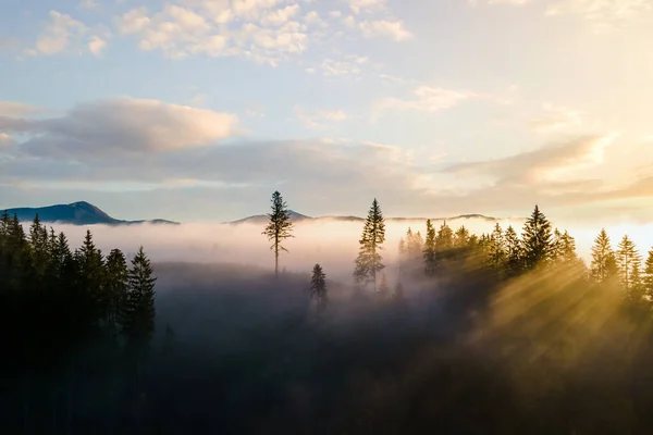 Dunkelgrüne Kiefern Stimmungsvollem Fichtenwald Mit Sonnenaufgang Die Durch Äste Nebligen — Stockfoto