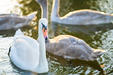 Yazın göl suyunda yüzen beyaz ve gri kuğular.