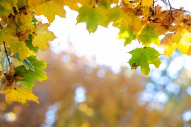 Parlak sarı ve kırmızı akçaağaç yapraklarını sonbahar parkında canlı ve bulanık arka planda sonbahar ağacı dallarına yakın tut..