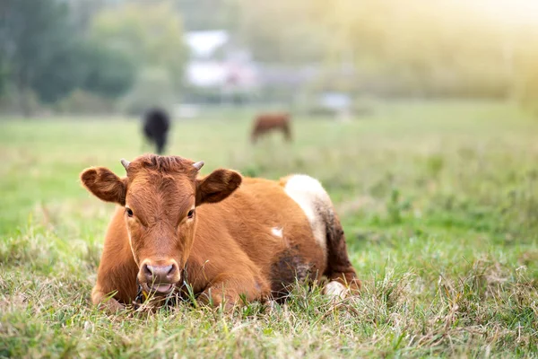 Brown Milk Cow Grazing Green Grass Farm Grassland — Stock Photo, Image