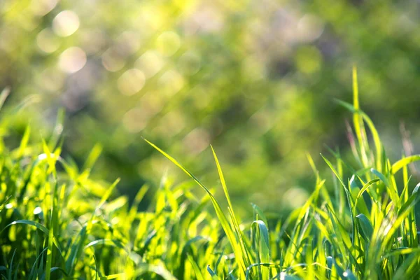 Primer Plano Tallos Hierba Verde Césped Verano — Foto de Stock