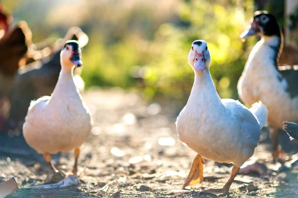 Patos Alimentam Tradicional Estaleiro Rural Detalhe Uma Cabeça Pato Close — Fotografia de Stock
