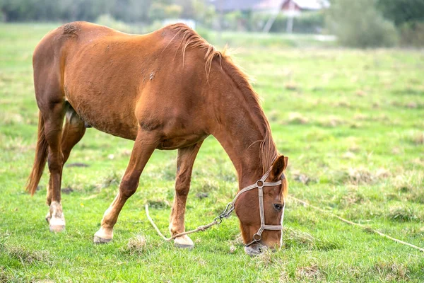 Vacker Kastanjhäst Som Betar Sommarfältet Grön Betesmark Med Utfodringshingst — Stockfoto