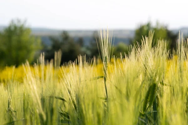 Primer Plano Las Cabezas Trigo Verde Que Crecen Campo Agrícola — Foto de Stock