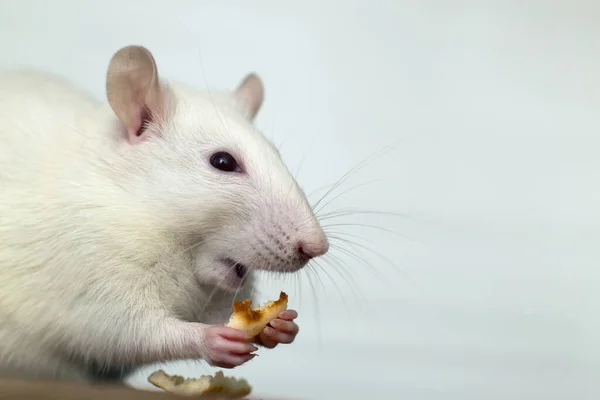 Gros Plan Rats Domestiques Blancs Mangeant Des Chapelures — Photo