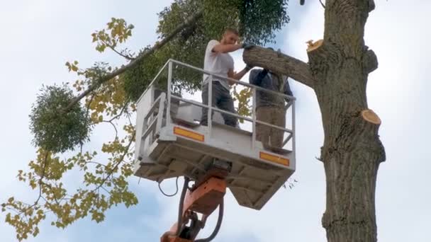 Dos Trabajadores Servicio Masculino Que Cortan Grandes Ramas Árboles Con — Vídeos de Stock