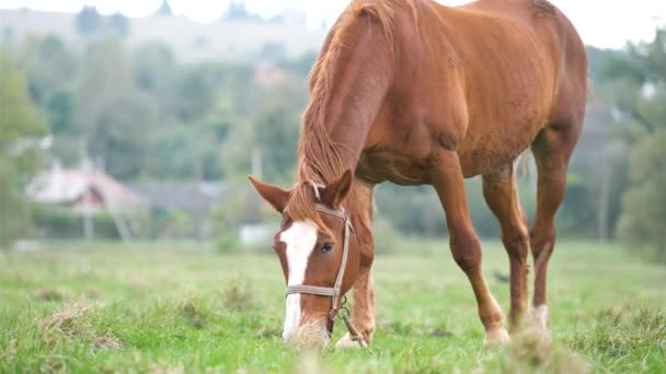 Hermoso Caballo Castaño Pastando Pastizales Verdes Campo Verano — Vídeos de Stock