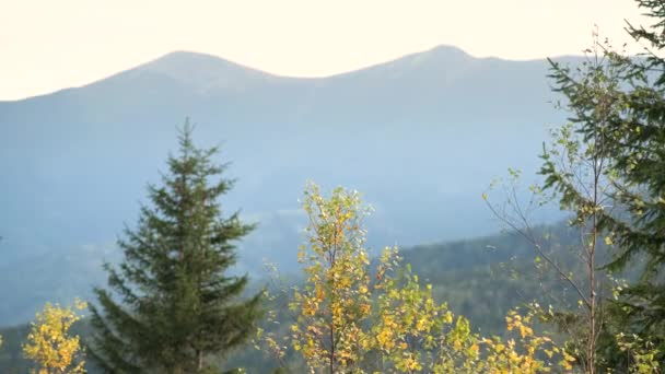 山の風に揺れる黄色の木 — ストック動画