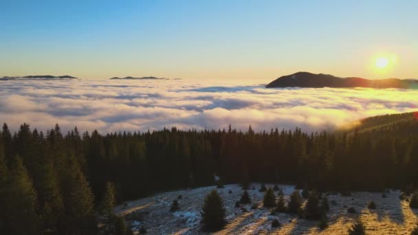 Aerial View Vibrant Sunrise Mountain Hills Covered Evergreen Spruce Forest — Stock Video