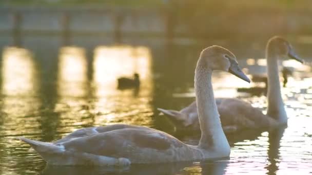 Chica Gris Joven Cisnes Nadando Agua Del Lago Verano — Vídeos de Stock