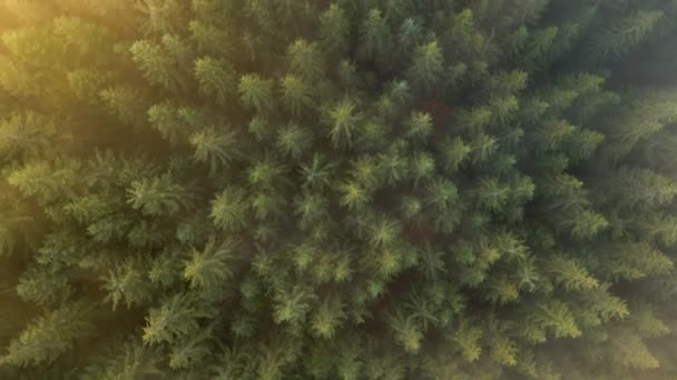 Vista Aérea Densa Floresta Pinheiros Verdes Com Copas Abetos Montanhas — Vídeo de Stock