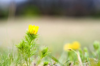 Yeşil bahar tarlasında açan küçük sarı yaban çiçeğini kapat..