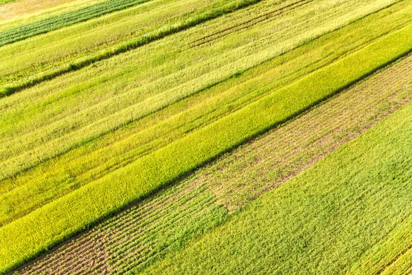 Vue Aérienne Des Champs Agricoles Verts Printemps Avec Végétation Fraîche — Photo