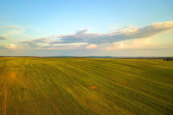 Luftaufnahme Eines Hellgrünen Landwirtschaftlichen Feldes Mit Wachsenden Rapspflanzen Bei Sonnenuntergang — Stockfoto