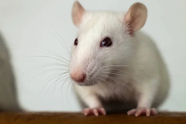 Zbliżenie Zabawnego Białego Szczura Domowego Długimi Wąsami — Zdjęcie stockowe