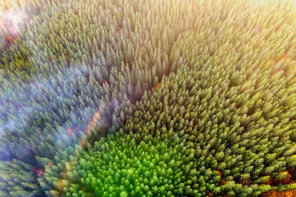 Aerial Kilátás Sűrű Zöld Fenyőerdő Lombkoronák Lucfenyő Őszi Hegyekben — Stock Fotó