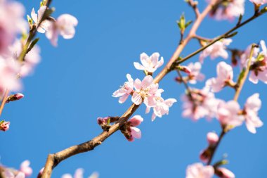 Bahar bahçesinde çiçek açan beyaz ve pembe yapraklı meyve ağacı dalları.